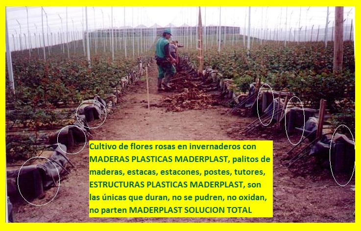 hidroponía manual cultivos hidropónicos flores hidropónicas cultivo tecnificado flor de corte bajo invernadero cultivos hidropónico tecnificado plásticos maderplast bandejas camas recipiente 06 hidroponía manual cultivos hidropónicos flores hidropónicas cultivo tecnificado flor de corte bajo invernadero cultivos hidropónico tecnificado plásticos maderplast bandejas camas recipiente 06